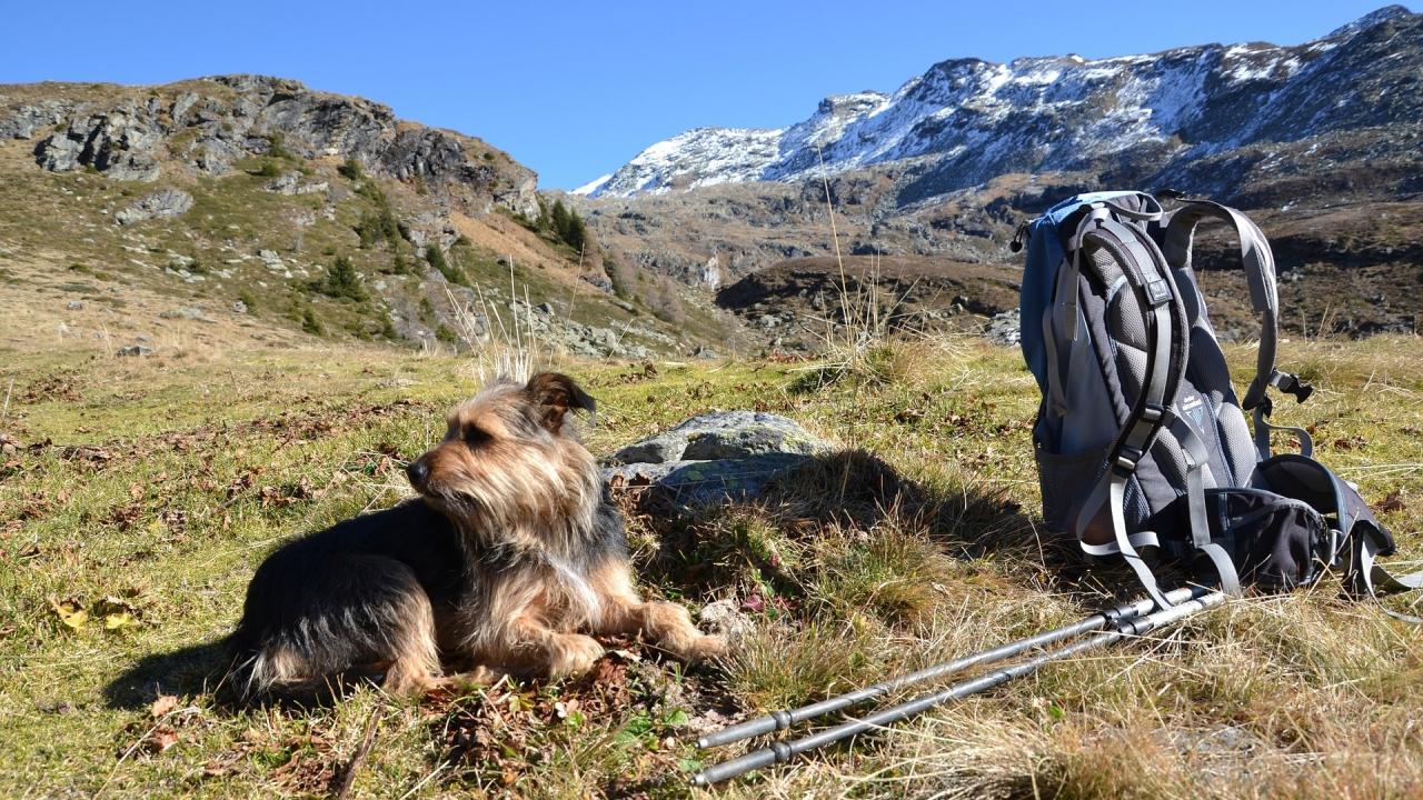 Dog-friendly hiking trails near me with shaded areas
