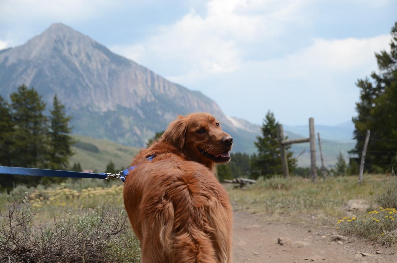 Dog-friendly hiking trails near me with off-leash areas