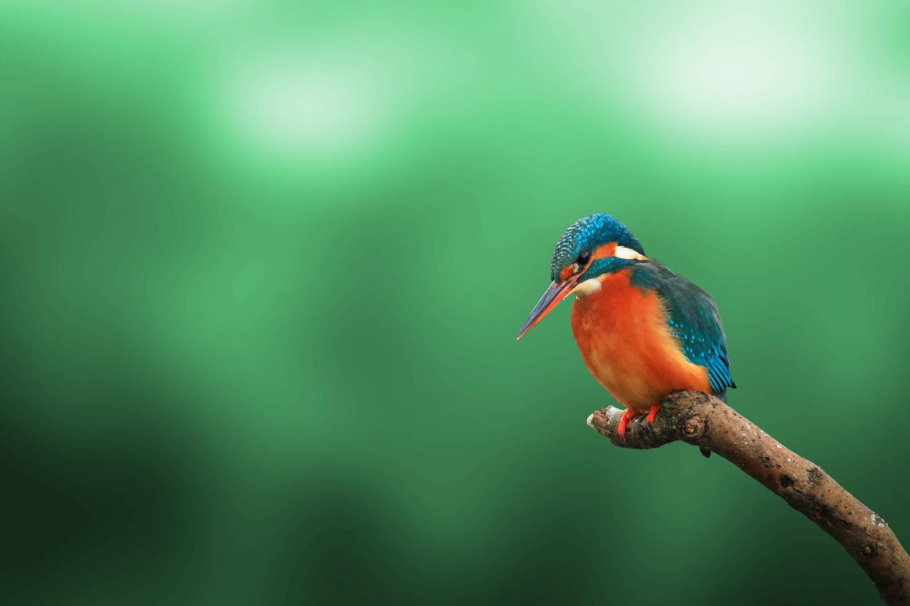 Beautiful bird birds most world species names top rare gorgeous looking videos unique filled picks many check so our out