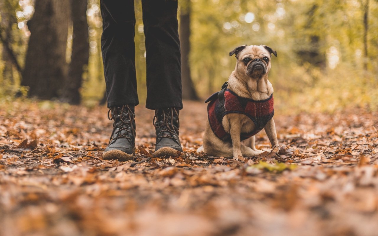 Trails hike places takes Dog-friendly hiking trails near me with shaded areas