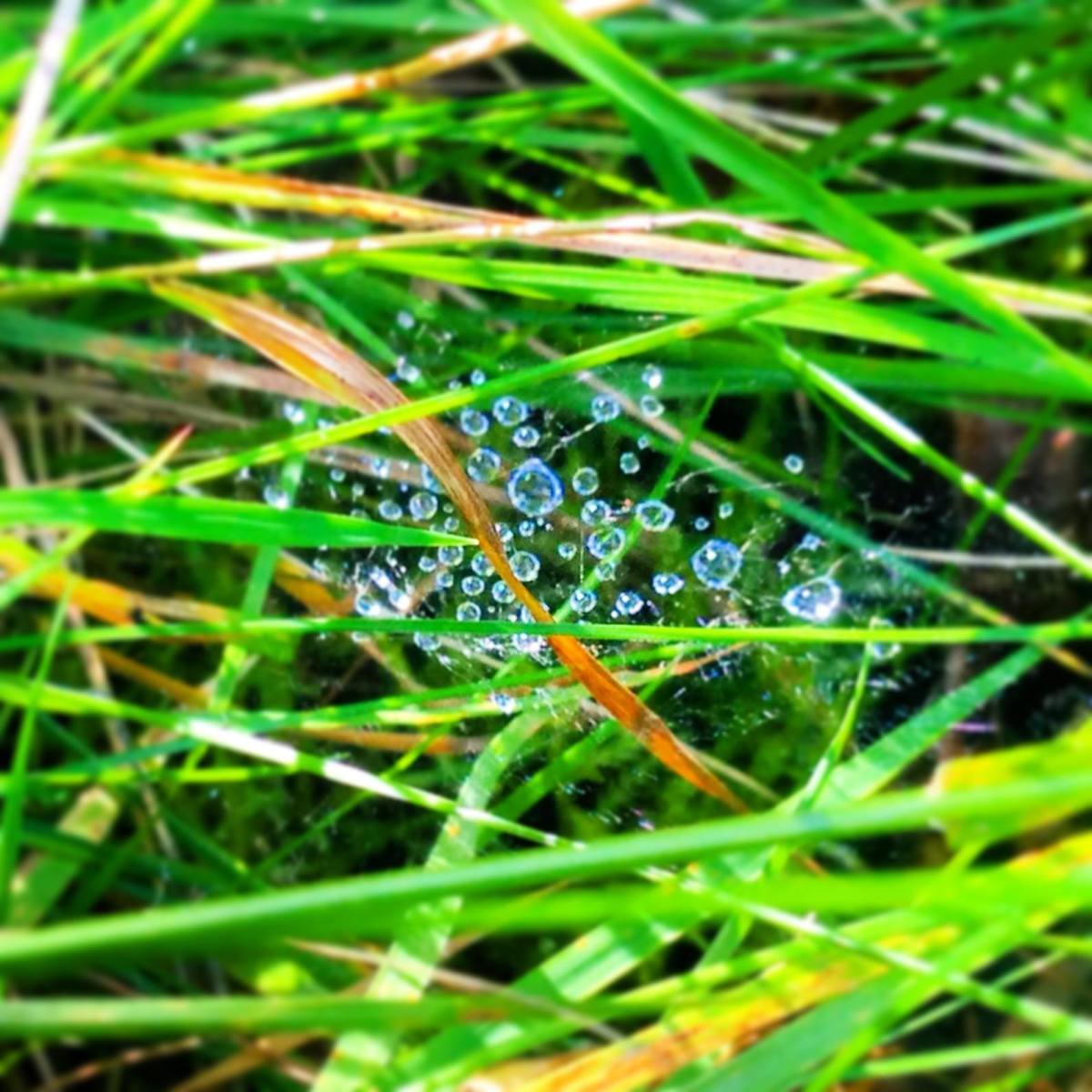 Quiet and peaceful walking trails near me for meditation