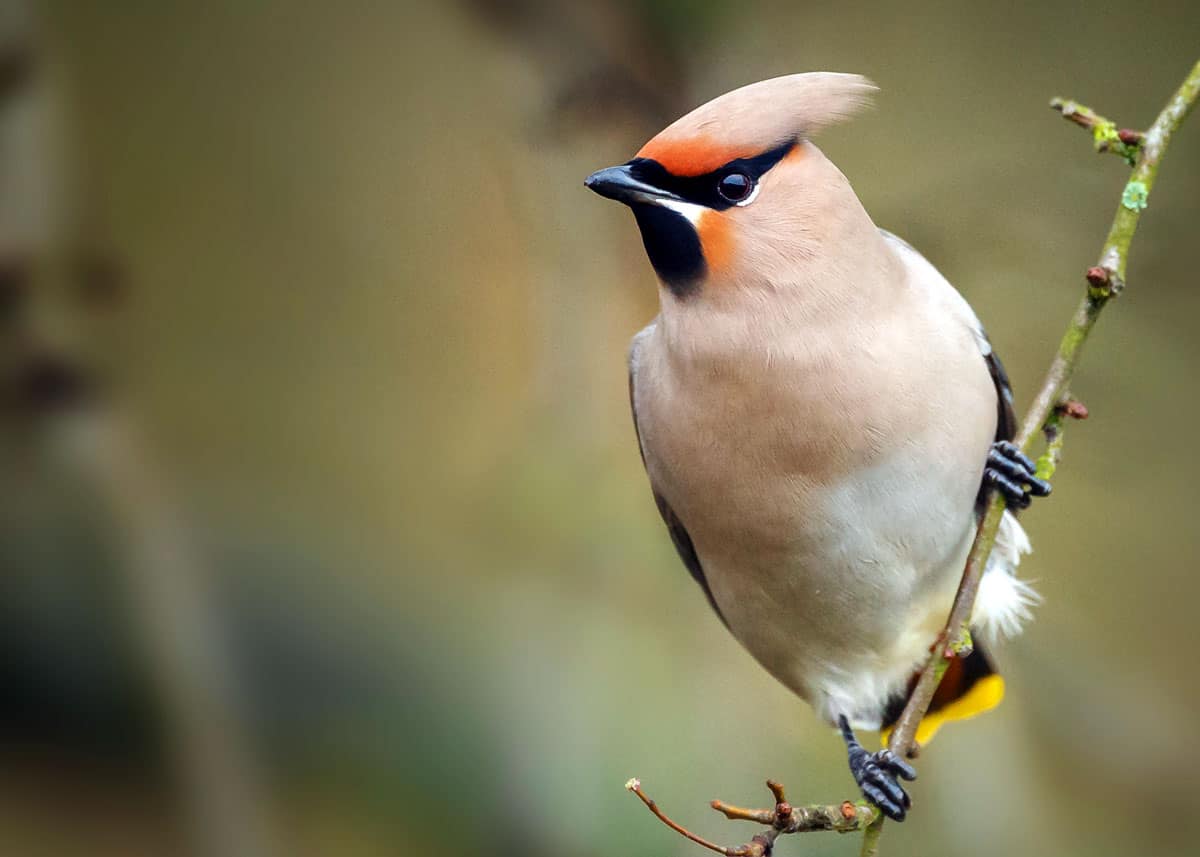 Quiet nature trails near me for bird watching and photography