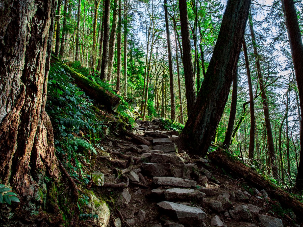 Find scenic walking trails near me with dog-friendly options